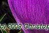 Crocus 'Remembrance', flowers