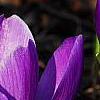 Crocus 'Remembrance', flowers