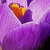 Crocus 'Remembrance', flowers