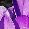 Crocus 'Remembrance', flowers