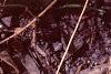 Crocus 'Snow-bunting', flowers