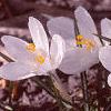 Crocus 'Snow-bunting', flowers