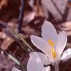 Crocus 'Snow-bunting', flowers