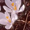 Crocus 'Snow-bunting', flowers