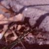 Crocus 'Snow-bunting', flowers