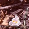 Crocus 'Snow-bunting', flowers