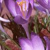 Crocus tommasinianus, habit