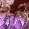 Crocus tommasinianus, habit