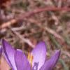 Crocus tommasinianus, habit