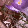 Crocus tommasinianus, habit
