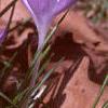 Crocus tommasinianus, habit