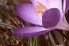 Crocus tommasinianus, habit