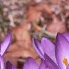 Crocus tommasinianus, habit