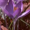 Crocus tommasinianus, habit
