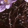 Crocus tommasinianus, flowers