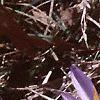 Crocus tommasinianus, flowers