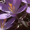 Crocus tommasinianus, flowers