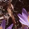 Crocus tommasinianus, flowers