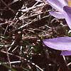Crocus tommasinianus, flowers
