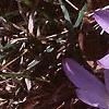 Crocus tommasinianus, flowers