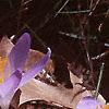 Crocus tommasinianus, flowers
