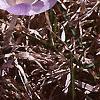 Crocus tommasinianus, flowers