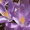 Crocus tommasinianus, flowers