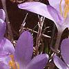 Crocus tommasinianus, flowers