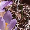 Crocus tommasinianus, flowers