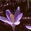 Crocus tommasinianus, flowers