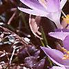 Crocus tommasinianus, flowers