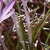 Crocus tommasinianus, flowers