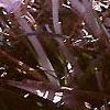 Crocus tommasinianus, flowers