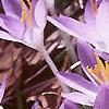 Crocus tommasinianus, flowers