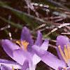 Crocus tommasinianus, flowers