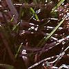 Crocus tommasinianus, flowers