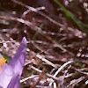 Crocus tommasinianus, flowers