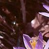 Crocus tommasinianus, flowers