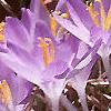 Crocus tommasinianus, flowers