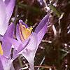 Crocus tommasinianus, flowers