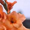 Gladiolus spp., flowers