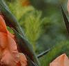 Gladiolus spp., flowers