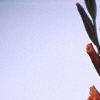 Gladiolus spp., flowers