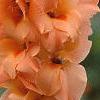 Gladiolus spp., flowers