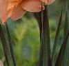 Gladiolus spp., flowers