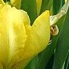 Iris 'Brassie', flowers