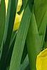 Iris 'Brassie', flowers