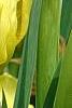 Iris 'Brassie', flowers