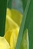 Iris 'Brassie', flowers