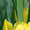 Iris 'Brassie', flowers